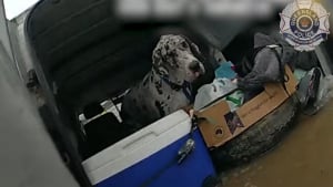 Illustration : Des policiers bravent les inondations pour sauver 2 hommes et 3 chiens piégés dans une camionnette (vidéo)