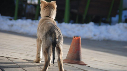 Illustration : Un couple pense adopter un « gros chien » dans un refuge, un vétérinaire dévoile l'incroyable vérité !