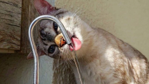 Illustration : 20 chats qui ne se gênent pas pour boire au robinet ou dans votre verre !