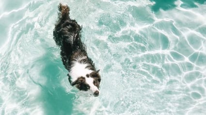 Illustration : 20 photos de chiens qui pourraient passer des heures à patauger dans leur piscine