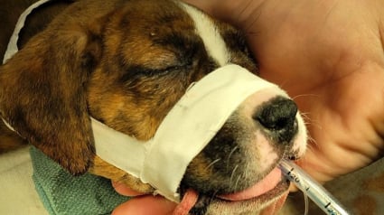 Illustration : Peanut, un chiot Pitbull retrouvé avec un traumatisme crânien fait preuve d’une résilience incroyable