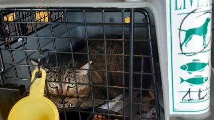 Illustration : Une chatte retrouve sa propriétaire 1 mois après sa disparition à l’aéroport Paris-CDG 