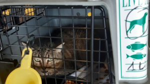 Illustration : "Une chatte retrouve sa propriétaire 1 mois après sa disparition à l’aéroport Paris-CDG "