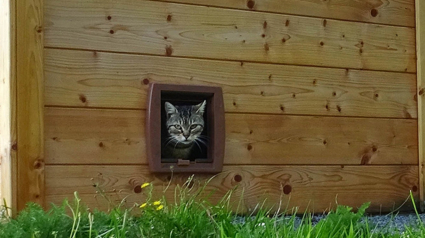 Illustration : Un Chatipi inauguré à Melun pour offrir un abri aux chats errants