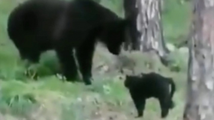 Illustration : Un chat intrépide n’a pas peur d’affronter un ours brun pour protéger ses propriétaires (vidéo)