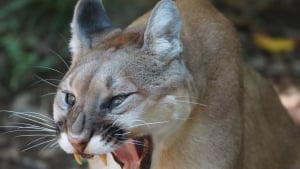 Illustration : Lors d'une promenade, un Berger Belge Malinois défend sa propriétaire corps et âme contre un puma