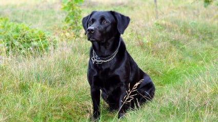 Illustration : Pendant 6 jours, ce chien est resté près de son maître randonneur disparu en attendant les secours