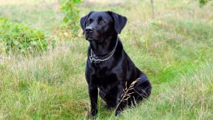 Illustration : Pendant 6 jours, ce chien est resté près de son maître randonneur disparu en attendant les secours