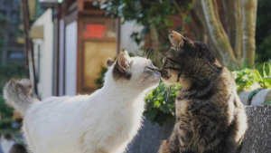 Illustration : 20 photos de chats en train de se faire des bisous et qui vont vous faire fondre