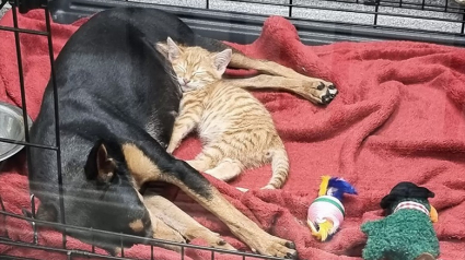 Illustration : Un chaton à l’isolement chez le vétérinaire décide de s’échapper pour aller réconforter une chienne malade