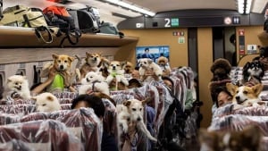 Illustration : Un wagon entier d'un TGV réservé exclusivement aux chiens !