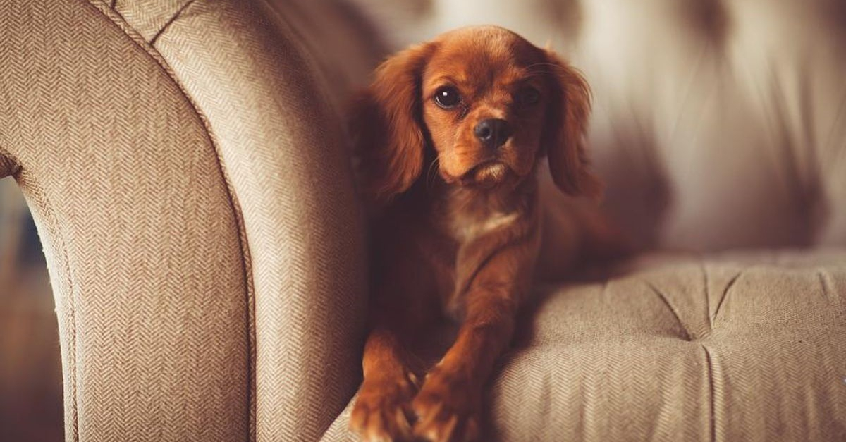 Une bonne hygiène de vie pour votre chien, l'indispensable pour sa