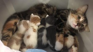 Illustration : 11 chats découvrant le bonheur de la parentalité