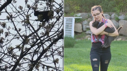 Illustration : 2 jeunes frères, ulcérés de voir un chat bloqué dans un arbre pendant 5 jours, décident de prendre les choses en main