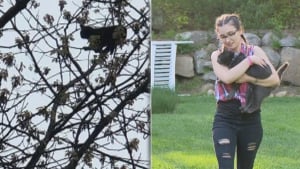 Illustration : 2 jeunes frères, ulcérés de voir un chat bloqué dans un arbre pendant 5 jours, décident de prendre les choses en main