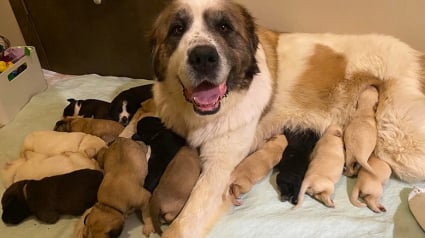 Illustration : Une chienne Saint-Bernard élève 17 chiots après avoir adopté 6 orphelins en plus des siens