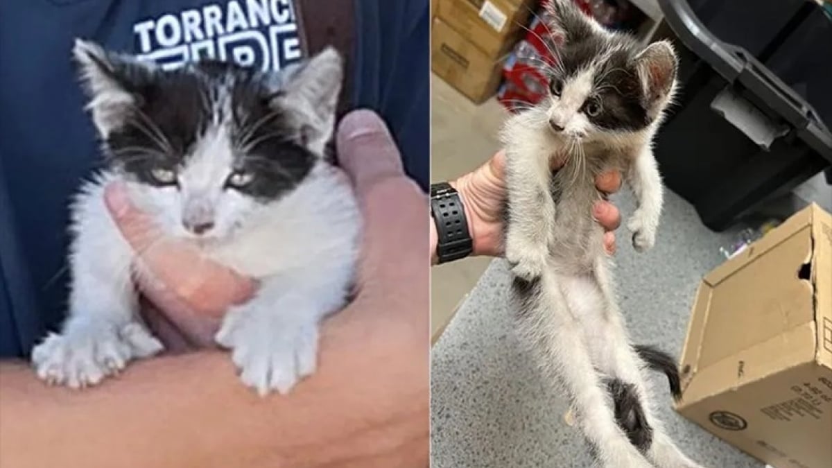 Illustration : "Un chaton polydactyle sauvé par les pompiers alors qu’il était coincé dans un phare de voiture renaît de ses cendres"