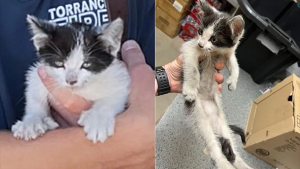 Illustration : "Un chaton polydactyle sauvé par les pompiers alors qu’il était coincé dans un phare de voiture renaît de ses cendres"