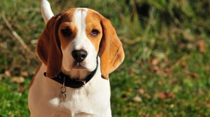 Illustration : 150 Beagles sauvés d'un élevage fournissant des chiens aux laboratoires