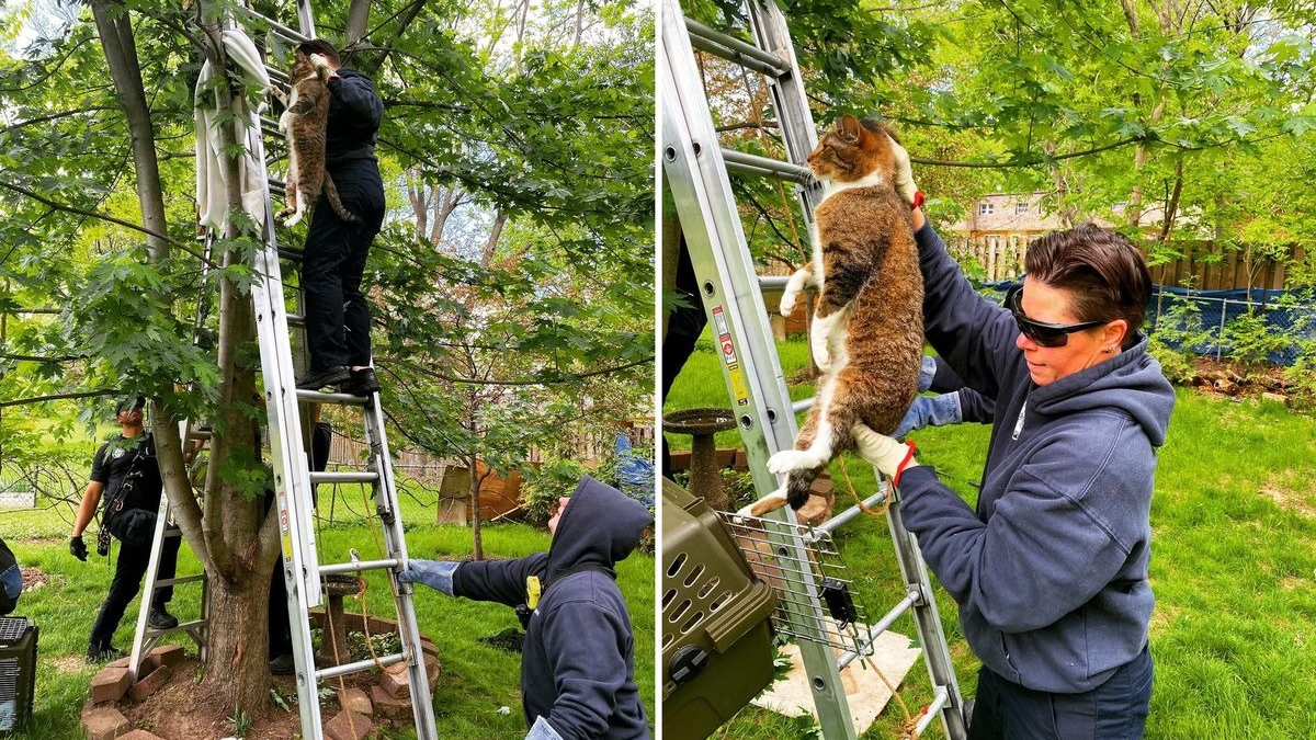 Illustration : "Les pompiers interviennent pour secourir un chat coincé dans un arbre depuis 2 jours"