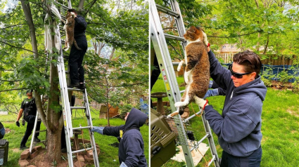 Illustration : Les pompiers interviennent pour secourir un chat coincé dans un arbre depuis 2 jours