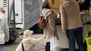 Illustration : 20 photos résumant la magie d'une rencontre impromptue entre une personne et un chien