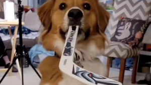 Illustration : Un chien se prend de passion pour le hockey et devient une superstar sur Internet (vidéo)