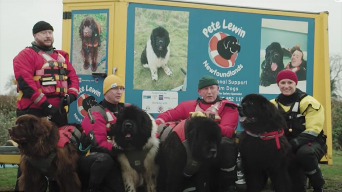 Illustration : "5 Terre-Neuve reçoivent le prix Hero Dog de l’année en Angleterre pour leur travail de sauvetage"