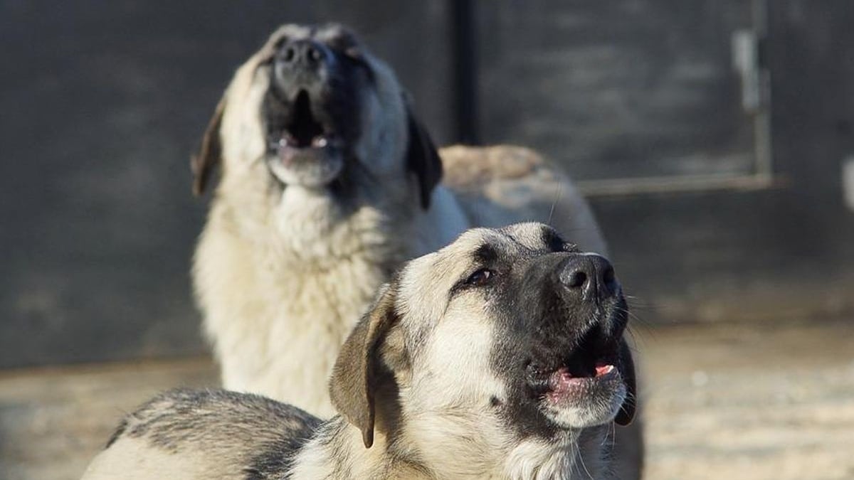 Illustration : "Un vingtaine de chiens négligés, sauvés par la police après que leurs aboiements ont alerté les voisins"