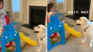 Illustration : L'adorable vidéo d'un Golden Retriever inquiet en voyant sa jeune amie humaine faire du toboggan