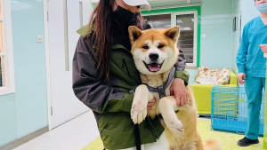 Illustration : Découvert enchaîné dans une boucherie de Yulin, cet Akita Inu attendait qu'on le sauve