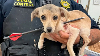 Illustration : Un Chihuahua retrouvé avec une flèche dans le cou se bat pour la vie