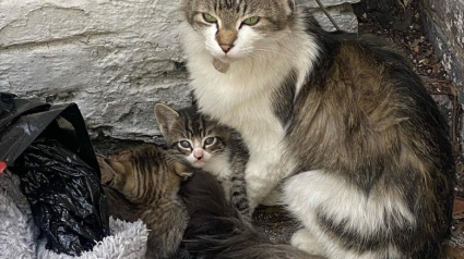 Illustration : Une chatte retrouvée abandonnée dans un sac poubelle avec ses 2 chatons reprend goût à la vie