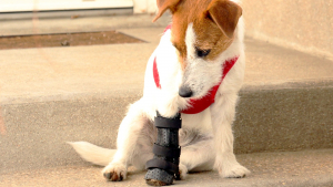 Illustration : Victime d'un accident, une chienne handicapée regoûte aux plaisirs de la vie avec l'aide d'un orthoprothésiste animalier (vidéo)
