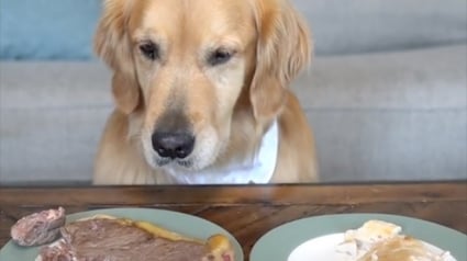 Illustration : Une Golden Retriever fait preuve d’une maîtrise de soi impressionnante devant 2 assiettes de viandes (vidéo)