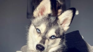 Illustration : 20 photos pour découvrir la fabuleuse race qu'est l'Alaskan Klee Kai