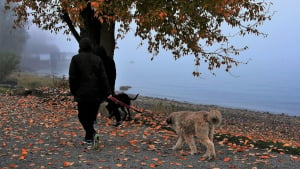 Illustration : Ce spécialiste suggère de voir la promenade du chien autrement, en s'imaginant à l'autre bout de la laisse