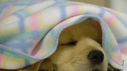 Illustration : 8 photos de chiens qui vous souhaitent une bonne nuit