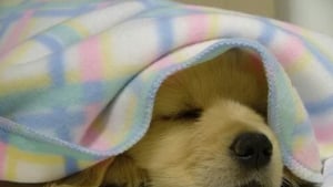 Illustration : 8 photos de chiens qui vous souhaitent une bonne nuit