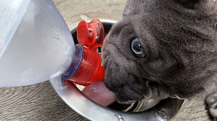 Illustration : La propriétaire de ce Bouledogue qui refuse de boire l’eau du robinet dépense chaque mois plus de 45 euros en bouteilles plastique (vidéo)