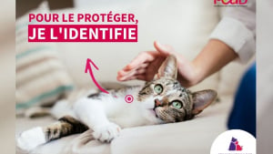 Illustration : Organisée par I-CAD, la 4e édition de la Semaine Nationale d'Identification des chiens et chats aura lieu du 6 au 12 juin