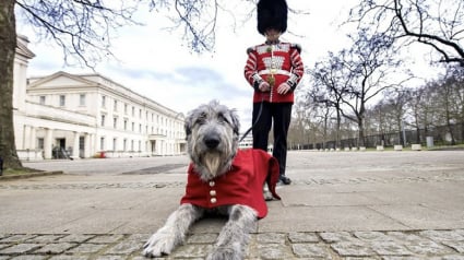 Illustration : Seamus, le chien mascotte du régiment de la garde, vole la vedette au jubilé de la Reine Elizabeth II