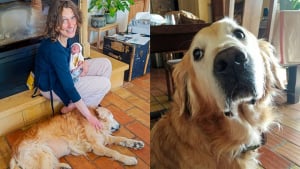 Illustration : "Un Golden Retriever de 13 ans doyen de l’association qui l’a recueilli trouve son foyer pour toujours"