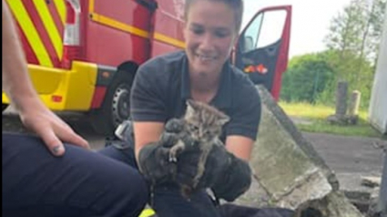 Illustration : Un chaton tombé dans une bouche d’égout a été sauvé par les pompiers de Seine-Maritime