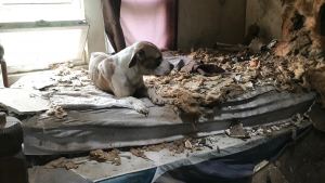 Illustration : Une chienne vivant au dernier étage d'une maison en ruine reçoit une visite qui changera sa vie pour toujours