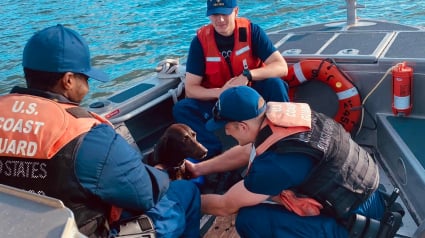 Illustration : Un chien passe par-dessus bord et se perd en mer. Les gardes-côtes lancent une opération de sauvetage ! (Vidéo)