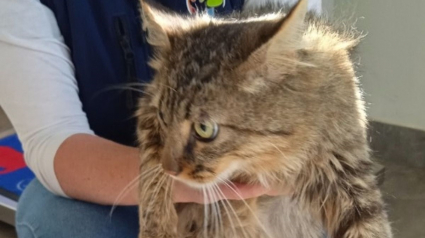 Illustration : 2 ans après, ce chat disparu refait surface à 10 km de chez lui, savourant des croquettes dans un hypermarché