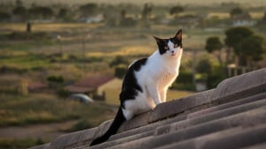 Illustration : Enchaînant les mésaventures, ce chat se met à nouveau en mauvaise posture en se faufilant dans une cheminée. Les pompiers interviennent