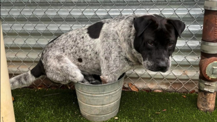 Illustration : Ce chien de refuge affectionne particulièrement son seau pour se rafraîchir malgré la piscine à disposition