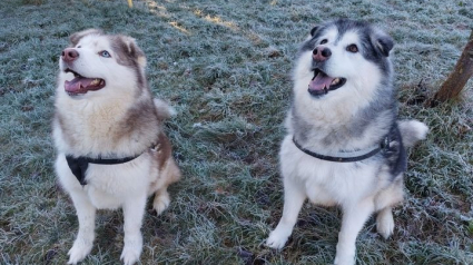 Illustration : 2 Malamutes d’Alaska qui vivaient en totale autonomie dans un champ apprennent à être des chiens de famille avant d’être adopté